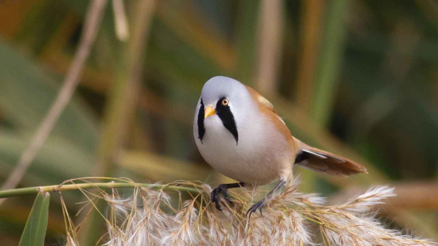 Bearded Reedling